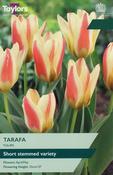Tulip Tarafa 11-12 P/P image
