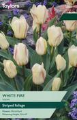 Tulip White Fire image