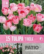 Tulipa Finola Patio image