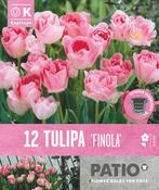 Tulipa Finola Patio Collection image
