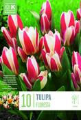 Tulipa Floresta image