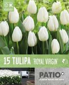 Tulipa Royal Virgin Patio image