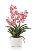 Vanda X3 Pink In Pot 60cm
