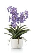 Vanda X3 Purple In Pot 60cm
