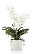 Vanda X3 White In Pot 60cm