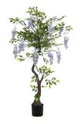 Wisteria Parasol Blue In Pot 150cm image