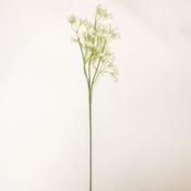 Gypsophila Green &amp; White Flower image