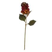Hydrangea Burnt Orange Flower image