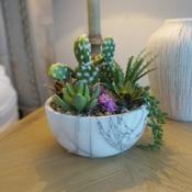 Cactus In Marble Pot  image