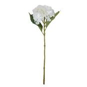 Hydrangea White Flower