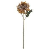 Chrysanthemum Peach Flower image