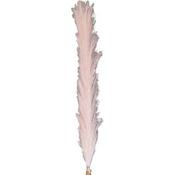 Pampas Grass Blush  image