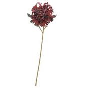 Chrysanthemum Red Flower image