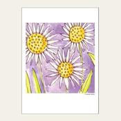 DAISIES — HEAD IN THE CLOUDS  image