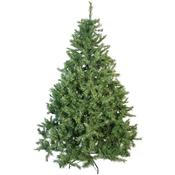 Classic Christmas Colorado Fir Christmas Tree 8ft (2.4 Metre ) | FOE017144 image