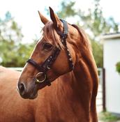 Equisential Nylon Bridle image