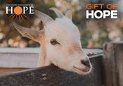 A Small Herd of Goats