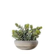 Sedum Green in Cement Bowl