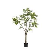 Potted Chinese White Olive Tree image