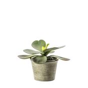 Kalanchoe Pale Green Potted Plant image