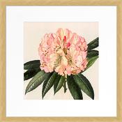 Pink Botanical