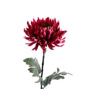 Chrysantheme