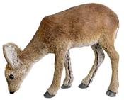 Deer Eating