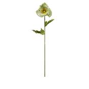 Light Green Cato Flower