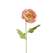 Peach Cato Flower