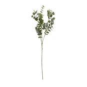 Tall Eucalyptus Stem