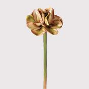 Pistachio Amaryllis Stem