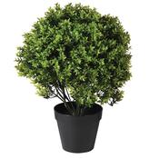Outdoor Basil Leaf Topiary image