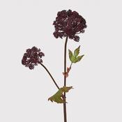Angelica Head Stem