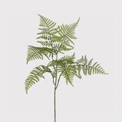 Asparagus Stem