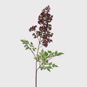 Giant Astible Stem image