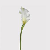 Calla Lilly Stem