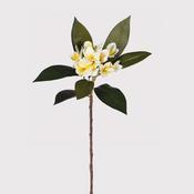 Monoi Stem