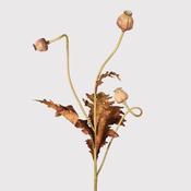 Poppy Seed Stem