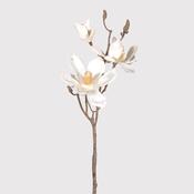 Magnolia Branch