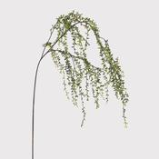 String of Pearls Stem