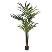 Potted Kentia Palm