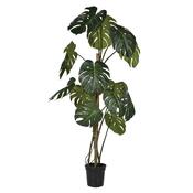 Large Monstera Tree