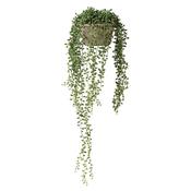String of Pearls
