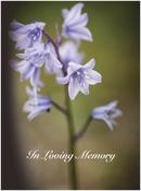 Memorial Card - MCN109 image