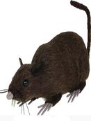 Brown rat