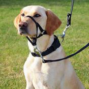 Top Trainer Head Collar | XL | 46CM image