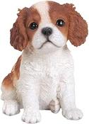 PP King Charles Puppy