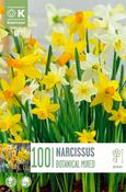 Landscape Bag Narcissus Botanical Mixed Colours 10/12 Pack of 100