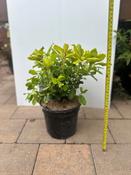 Escallonia Laevis Gold Brian