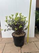 Pittosporum Tom Thumb 3lt